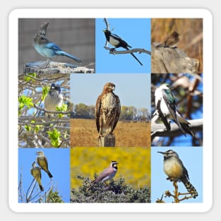 Wild Birds of California, wildlife, nature Sticker